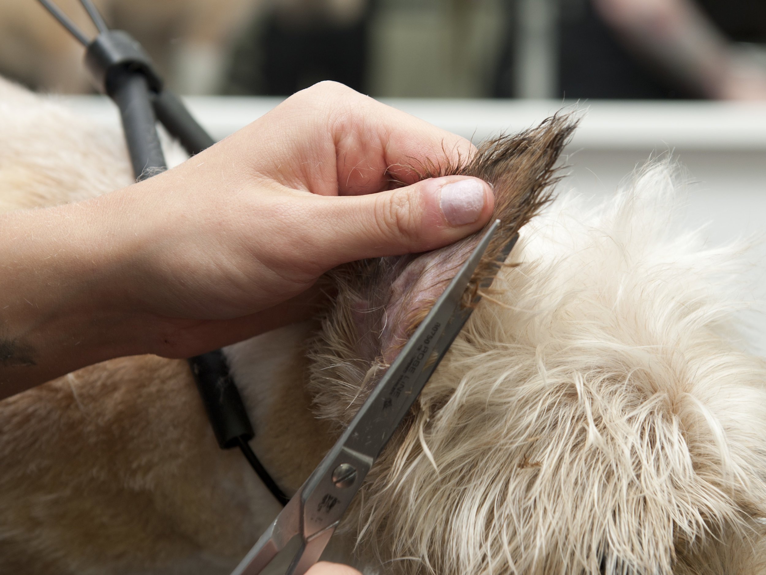 Snobby Dogs Salon Assistant Stylist Course
