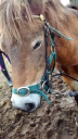 Edinburgh University Exmoor Pony Trekking