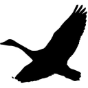 Free Movement logo