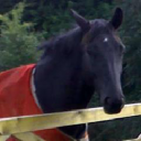 Wellgrove Farm Equestrian