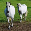 Palmers Riding Stables logo