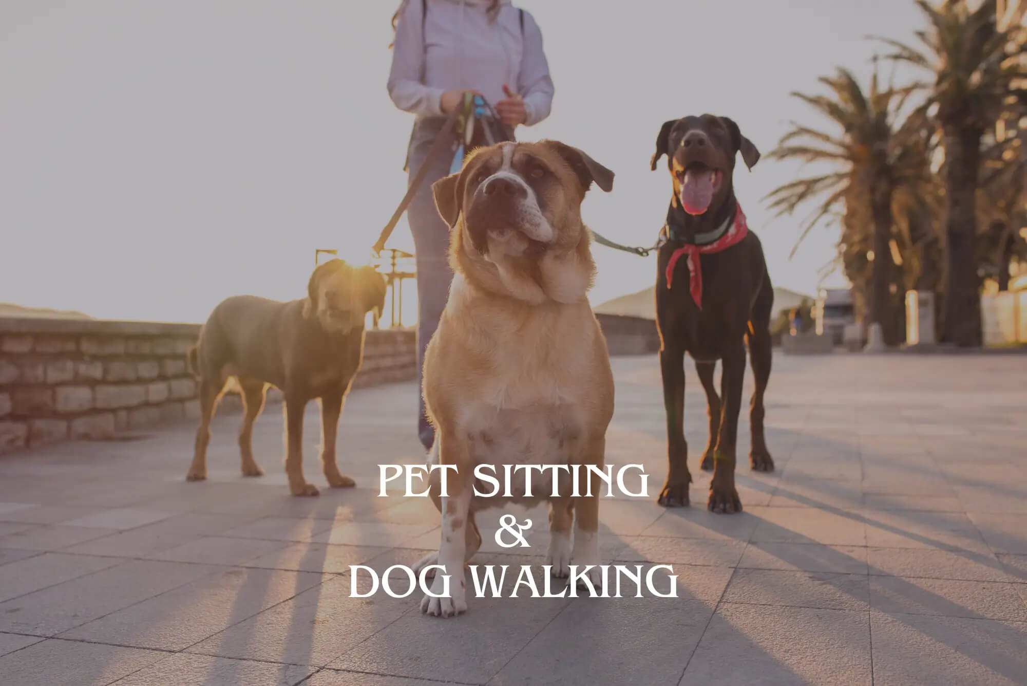 Pet Sitting and Dog Walking