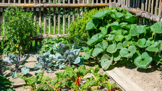 Kitchen Gardening Course