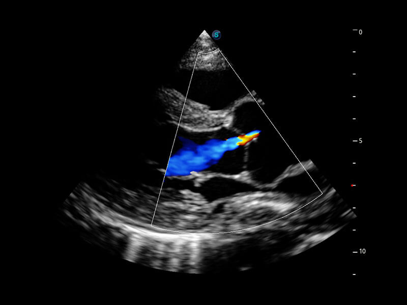 S/A WORKSHOP | Intermediate Small Animal Echocardiography Workshop (V14)