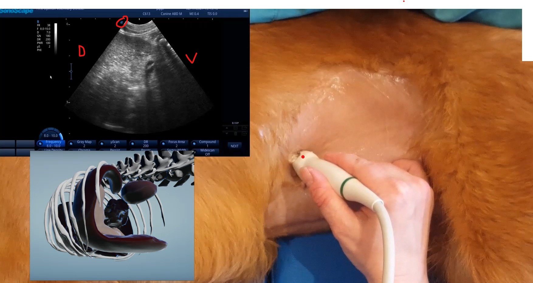Online Small Animal Abdominal Ultrasound: The Basics (V16)