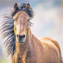 Dartmoor Pony Heritage Trust logo