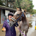 Park Lane Stables @ Manor Farm logo