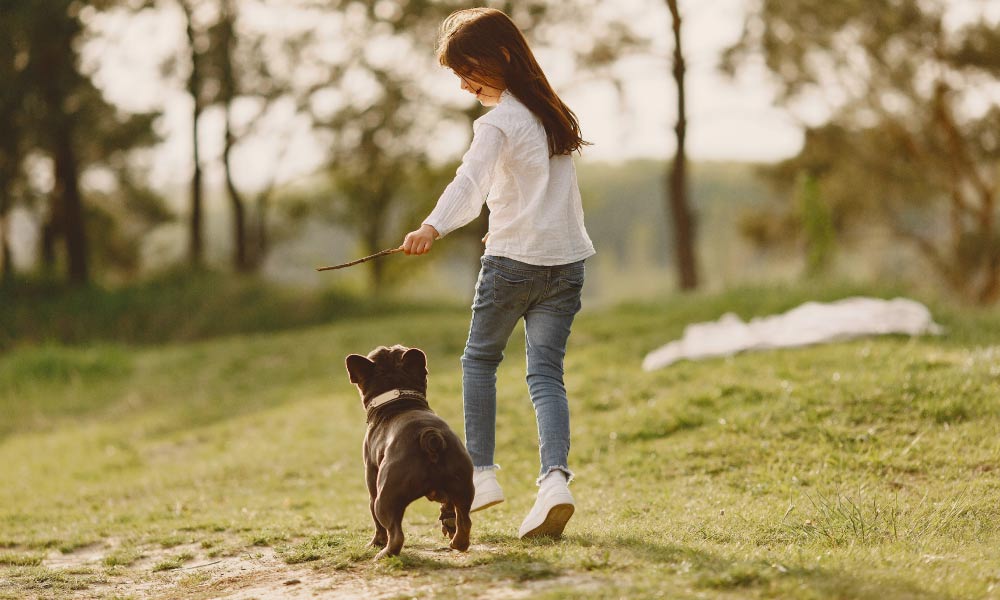 How To Train a Puppy A-Z Dog Training