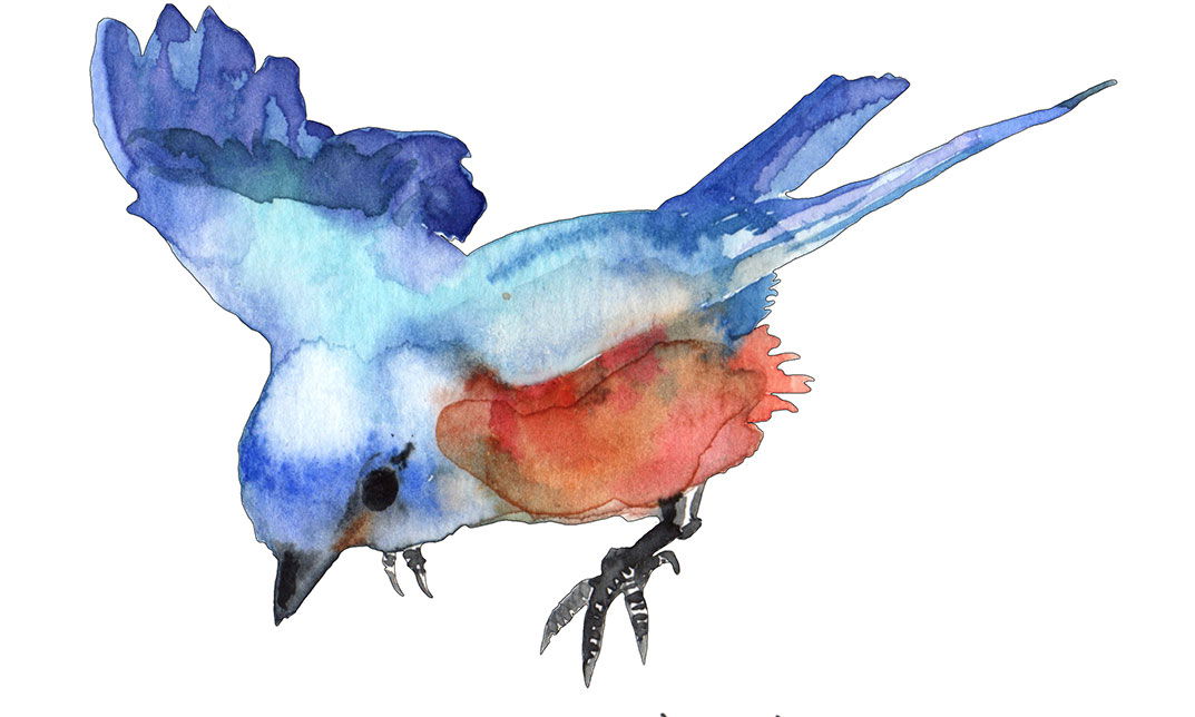 Paint Birds with Watercolour