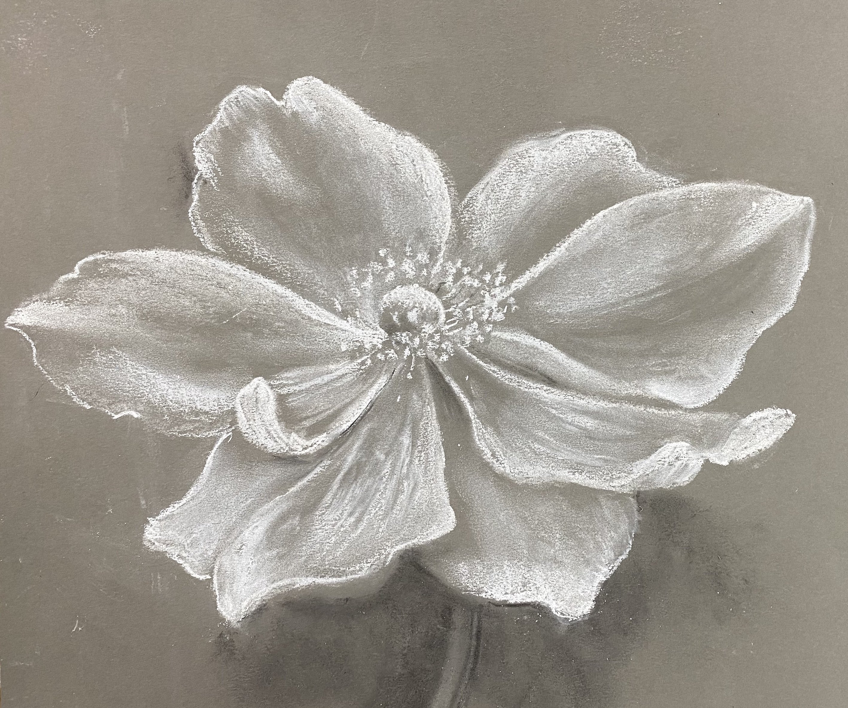 Flower Drawing  - Highlights
