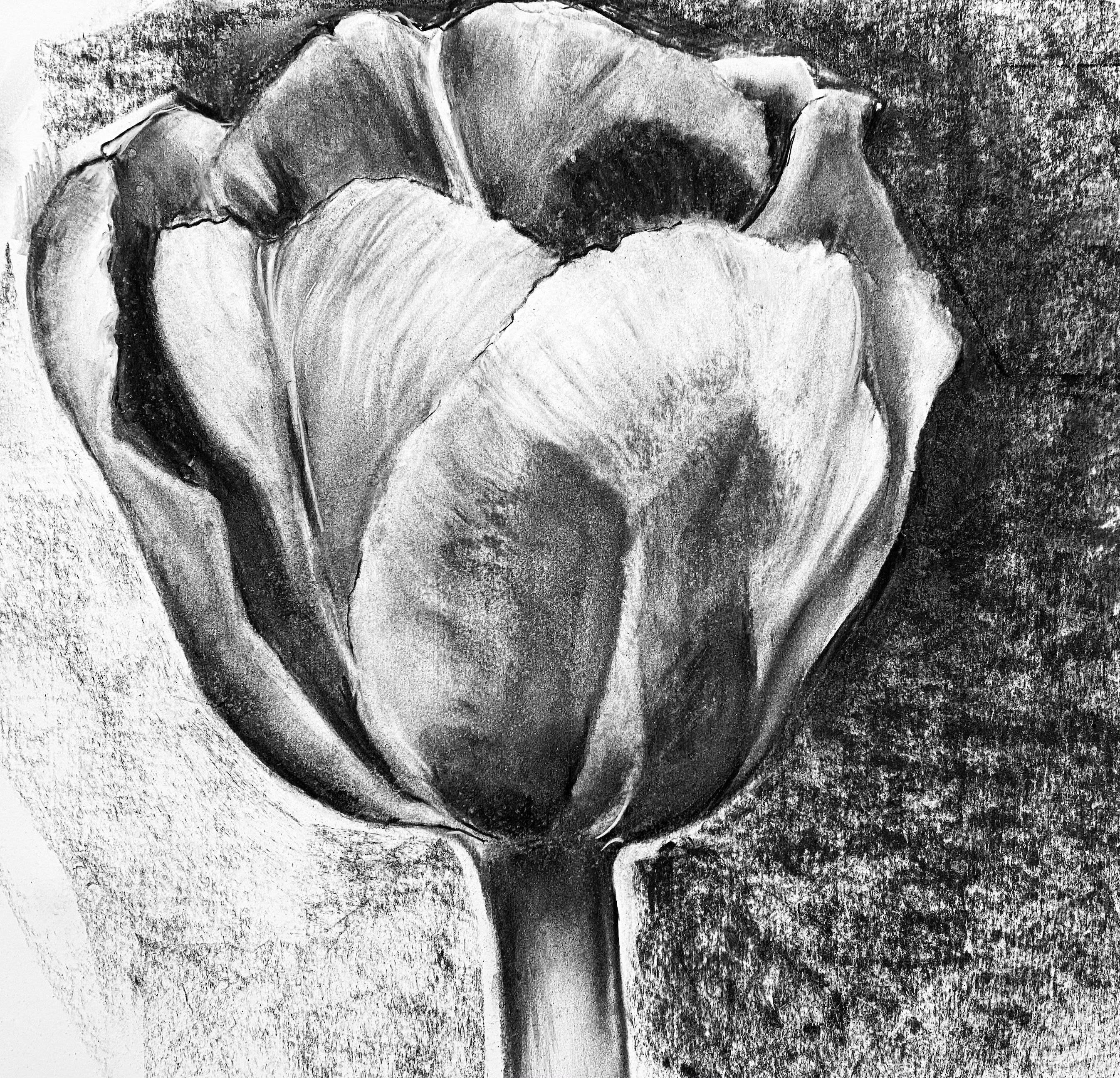Large Scale Flower Drawing