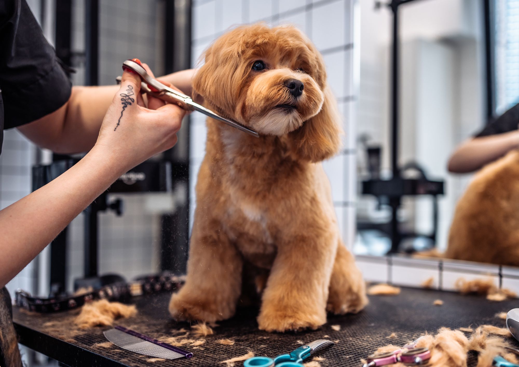 Dog Grooming Training