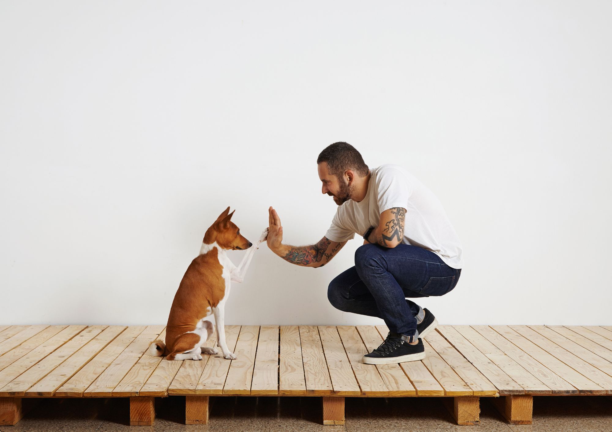 Basics of Dog Training