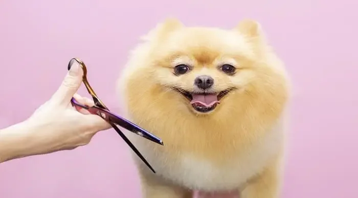 Dog Grooming Diploma Online Training Course