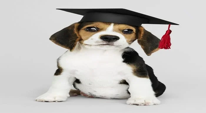 Dog Training Diploma - 8 Courses Complete Bundle
