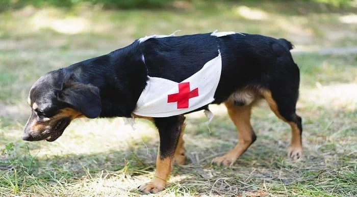 Accredited Dog First Aid Course Online