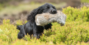 Hawcroft Gundogs