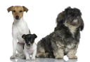 Bertie Dog Training Oadby and Melton Mowbray logo