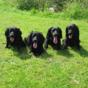 Brockwell Gundogs