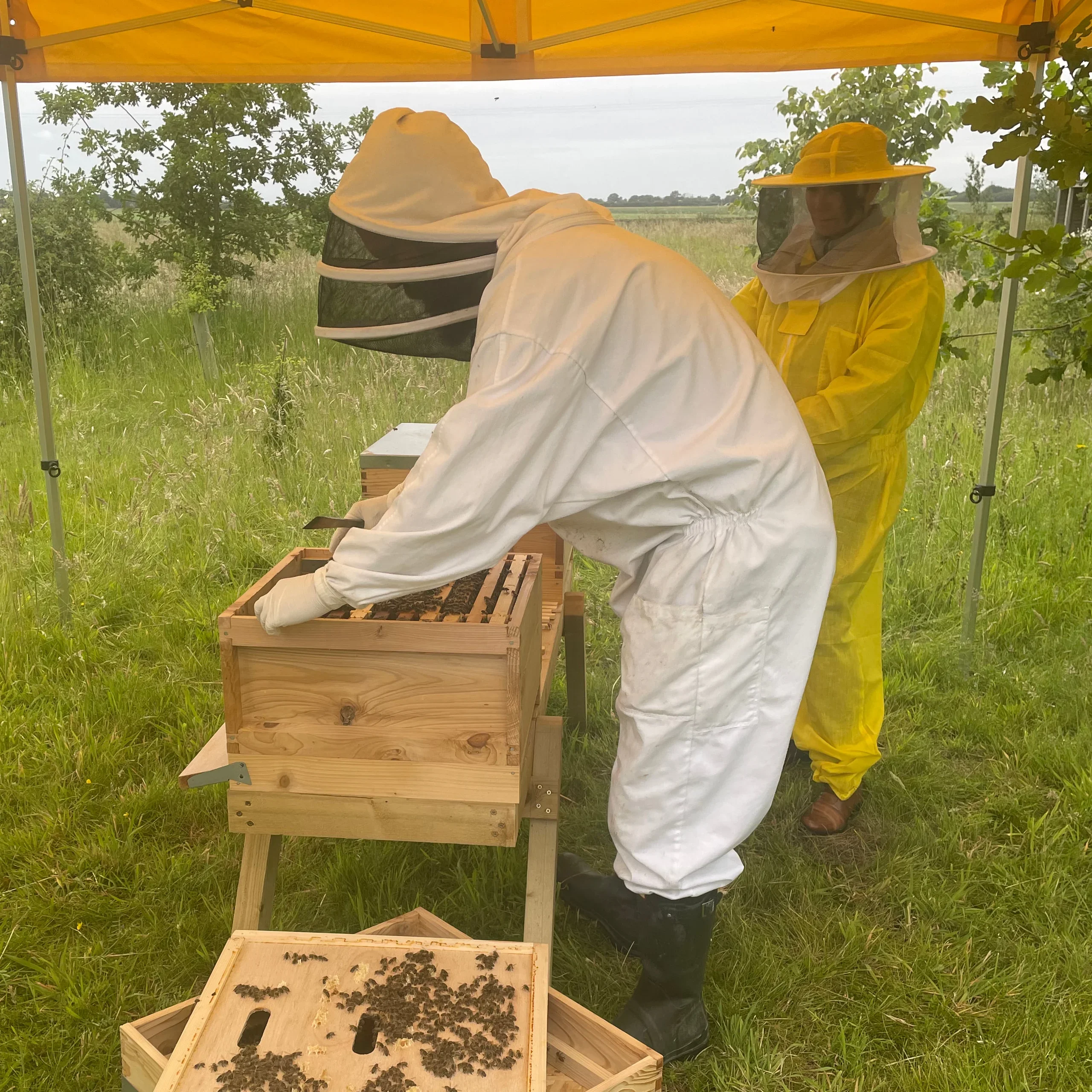 The Bee Experience Workshop