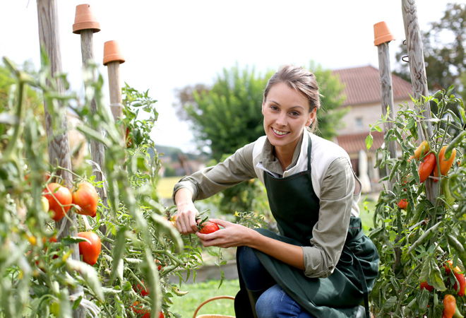 Kitchen Gardening