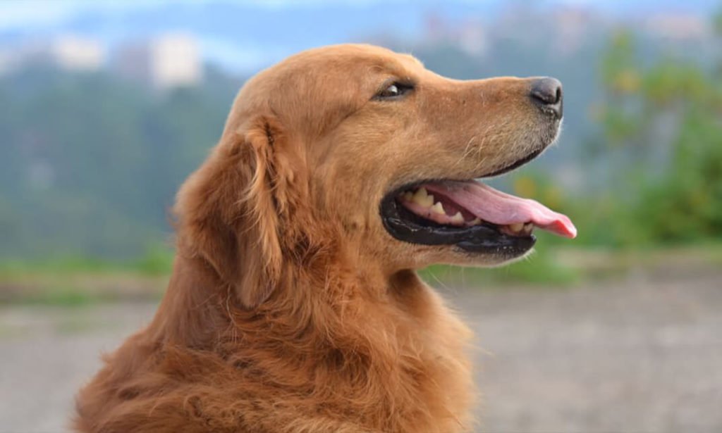 Dog Behaviour And Training