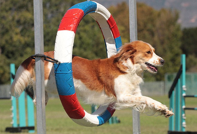 Dog Agility Course: Tunnels, Jumps and Agility and Health