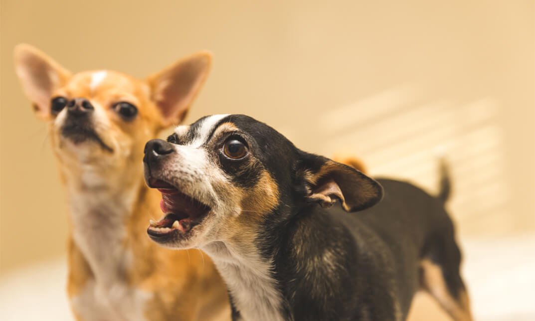 Dog Behaviour & Training: Stop Dog Barking