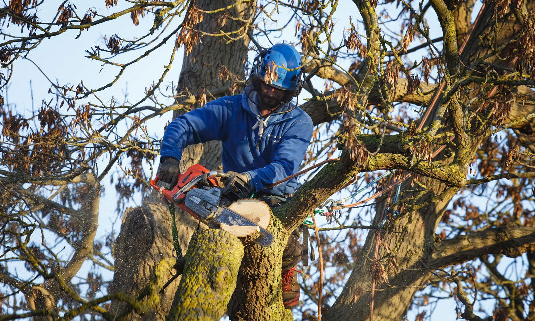 Arboriculture