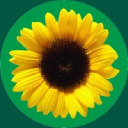 Hidden Disabilities Sunflower