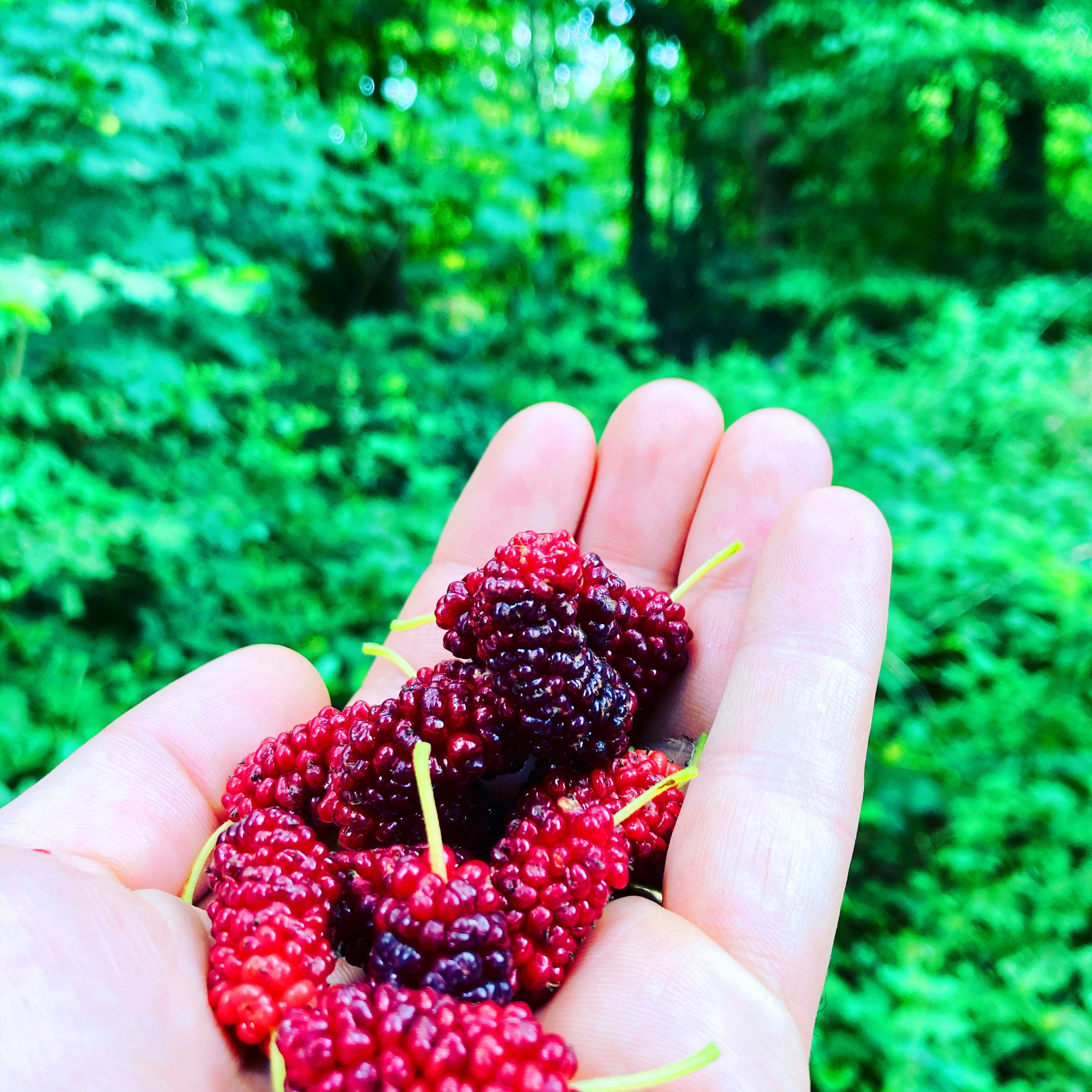 Introduction to Summer Foraging at Alderley Edge