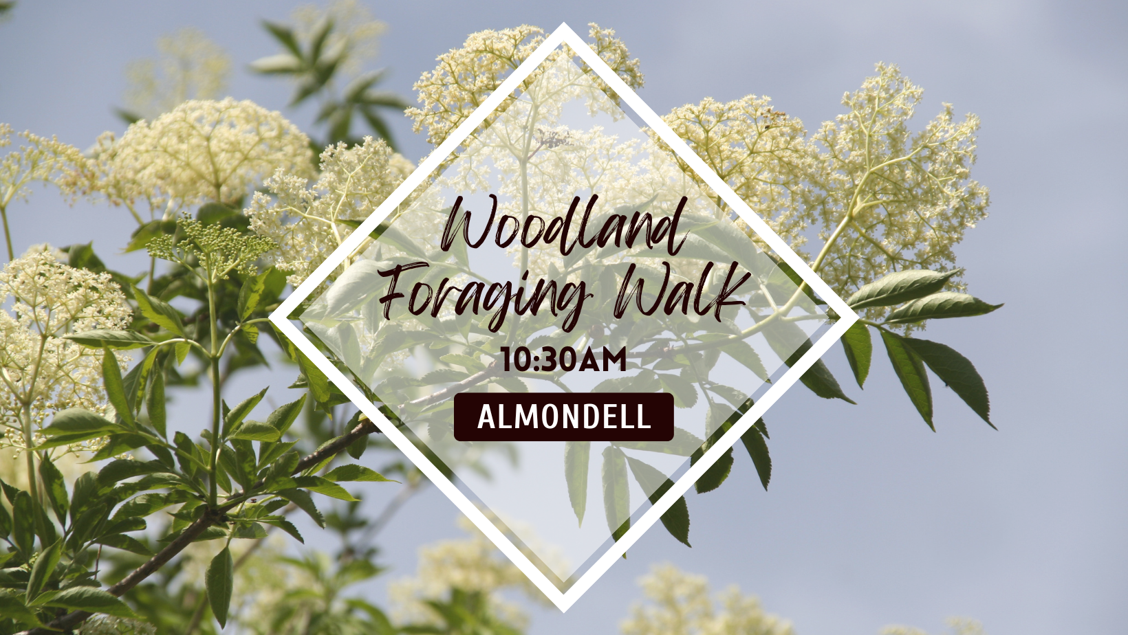 Foraging Walks at Almondell Country Park