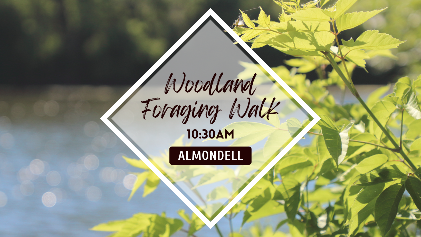 Foraging Walks at Almondell Country Park