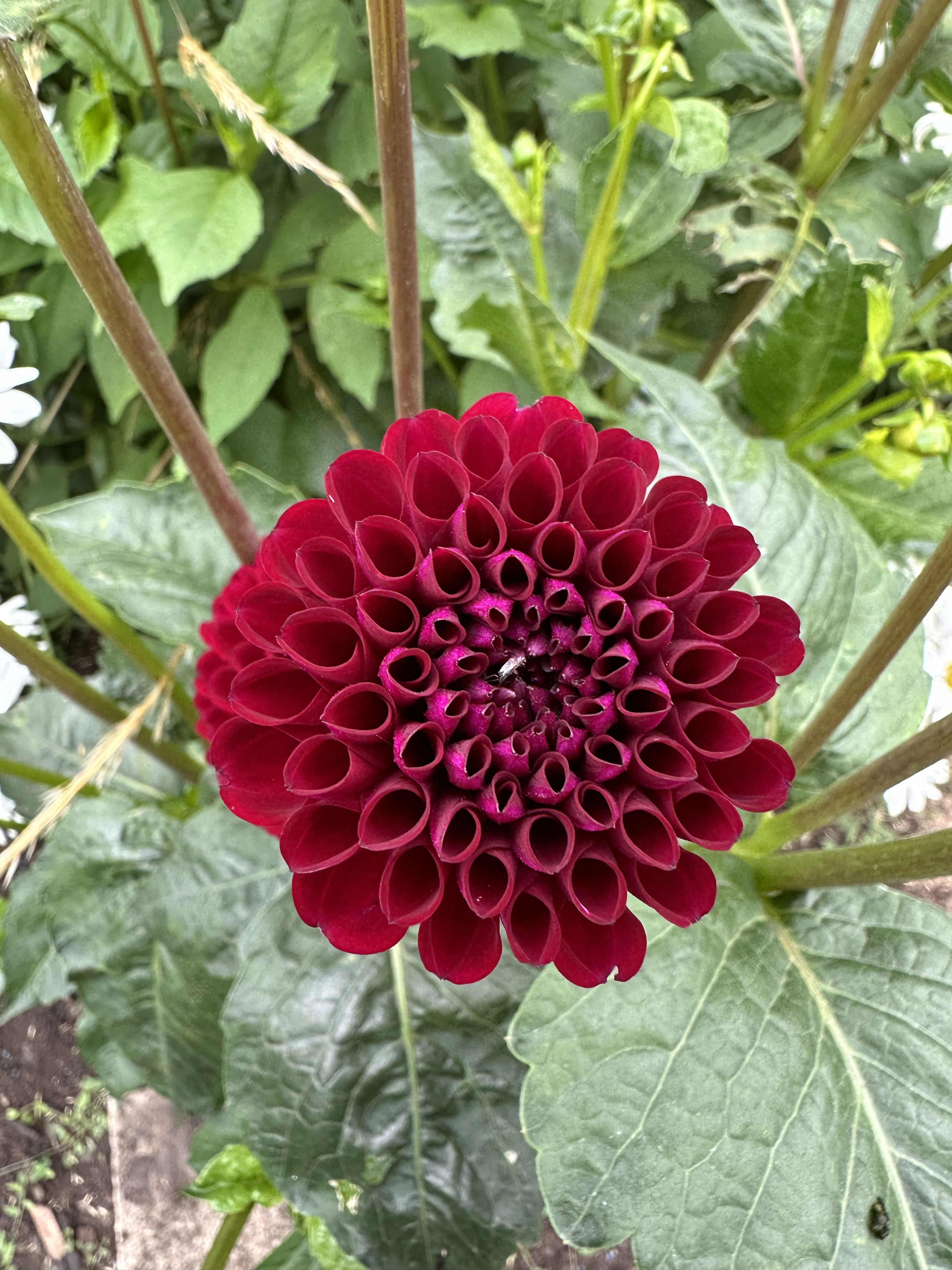 Delightful Dahlia PYO Workshops