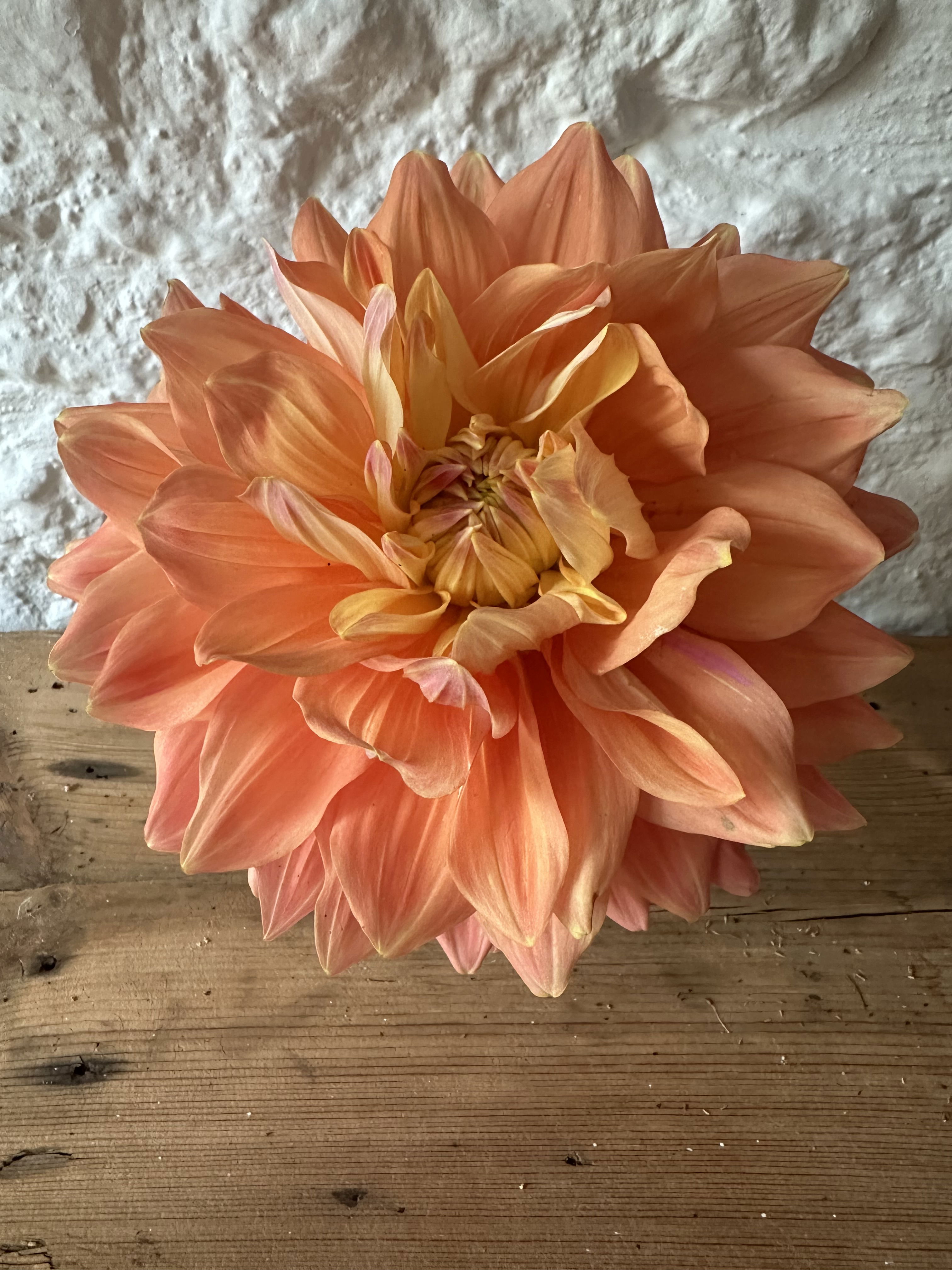 Delightful Dahlia PYO Workshops