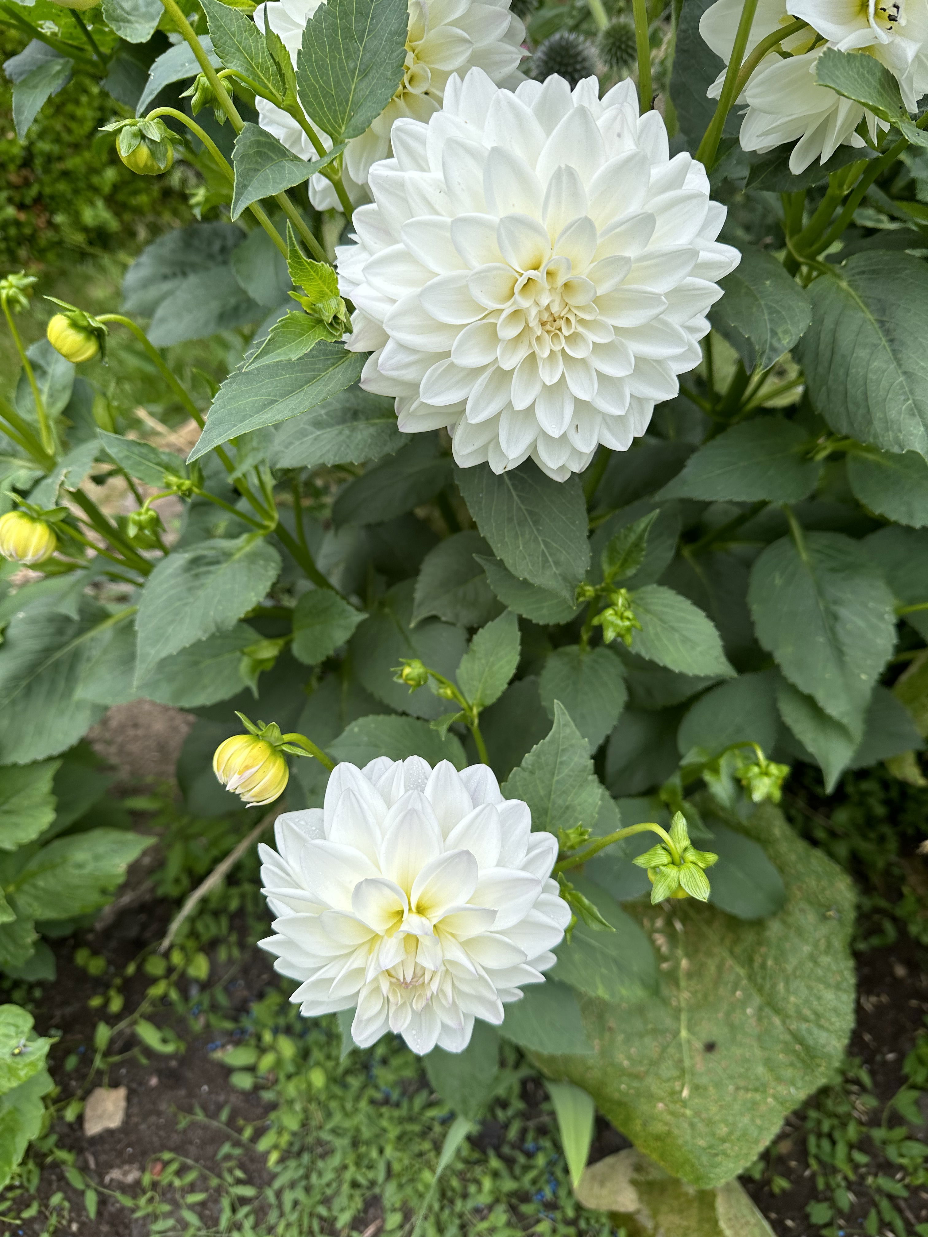 Delightful Dahlia PYO Workshops