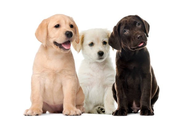 Puppies/Junior course 9 weeks - starting 14 Nov 2023