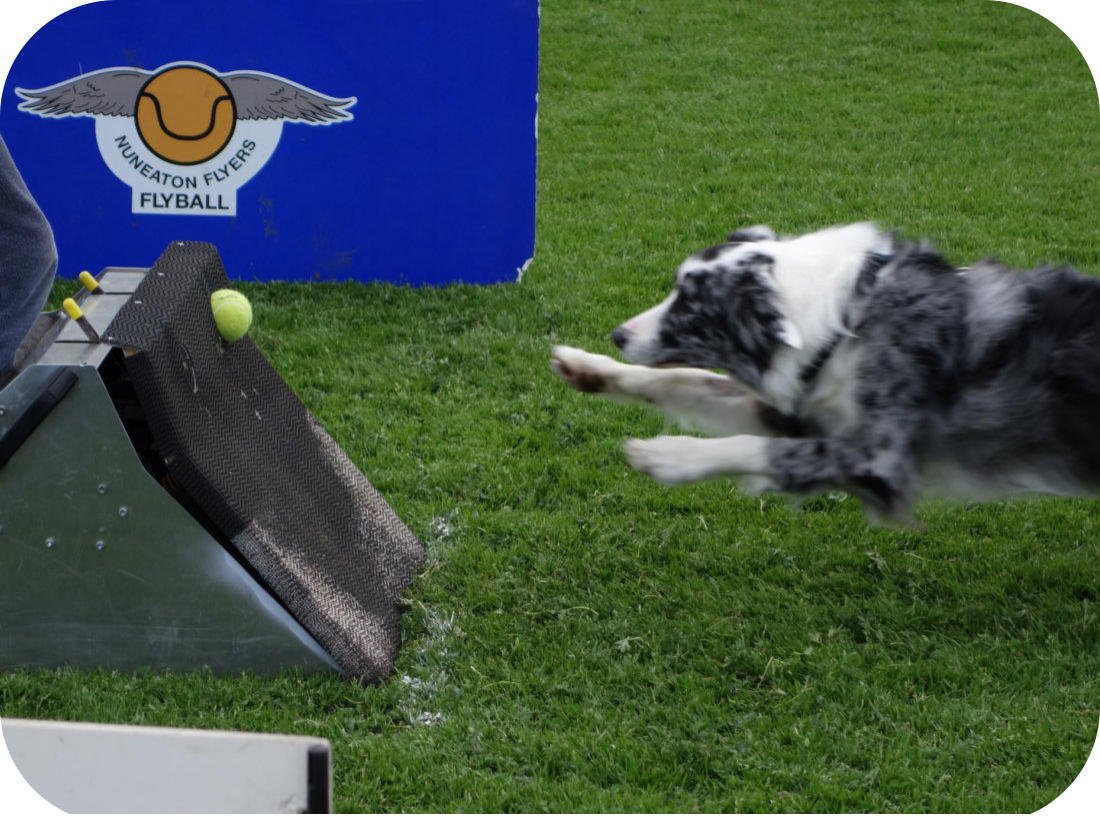 Flyball Training Monday Night. Please book before NOON on the day of training.