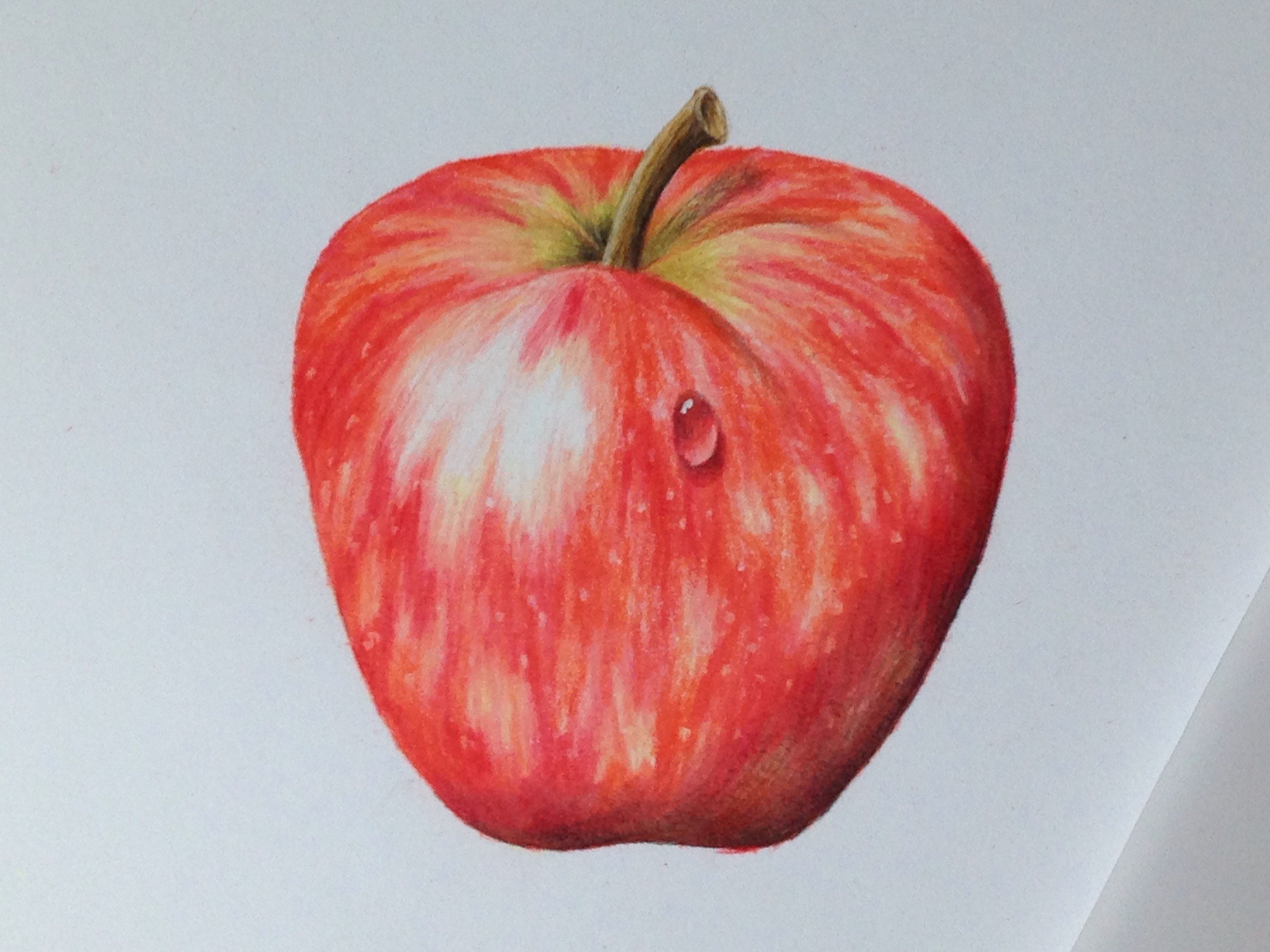 BEGINNERS BOTANICAL COLOURED PENCIL DRAWING :: SIX PART ONLINE COURSE