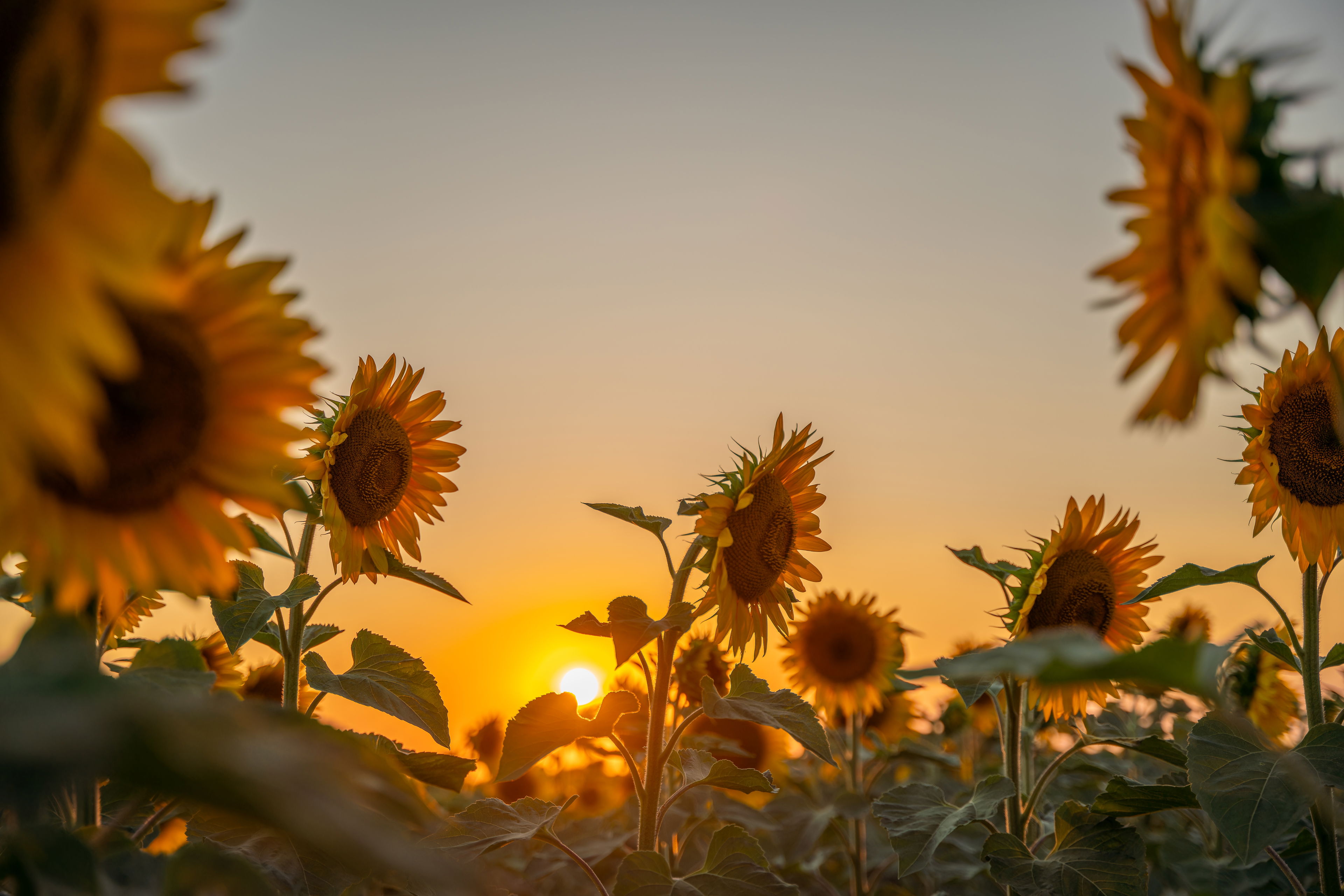 Free community Sunflower breathwork practice