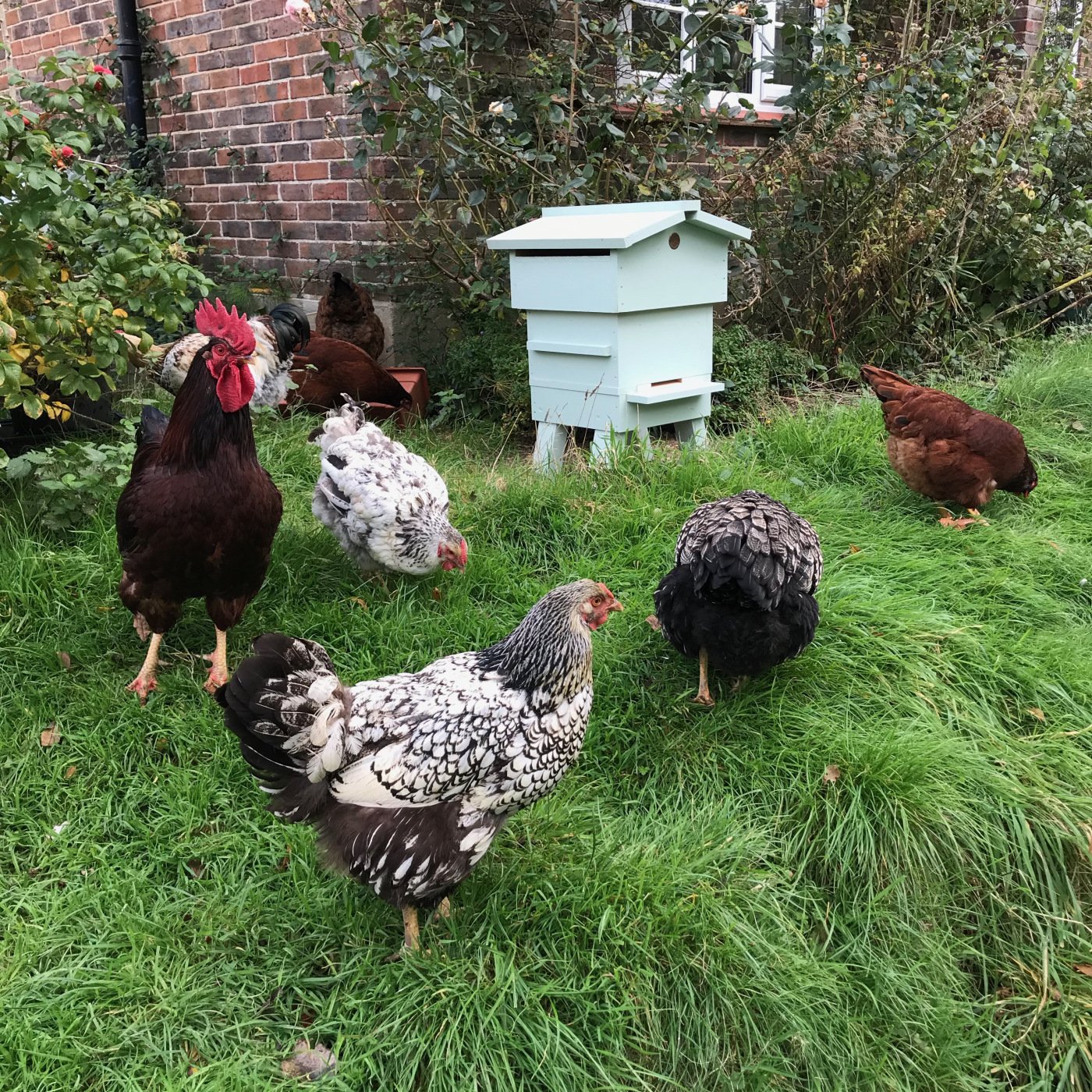 Introduction to Keeping Poultry 