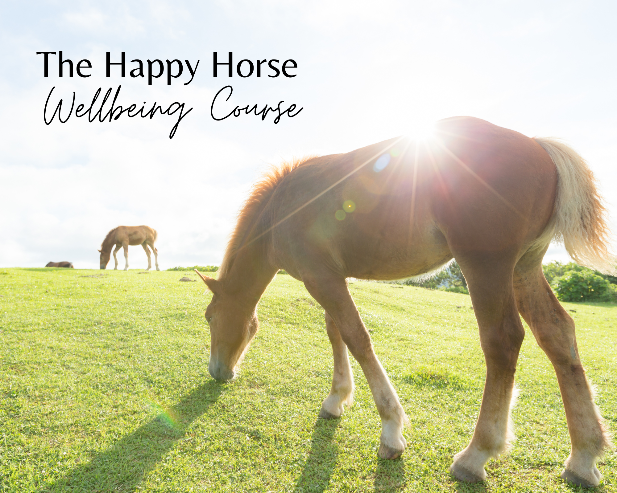 The Happy Horse Wellbeing Course